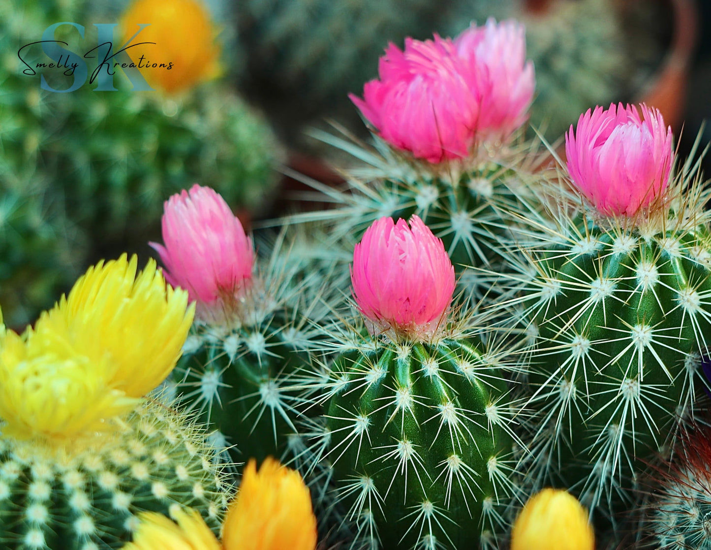 Baja Cactus Blossom Hanging Car Diffuser